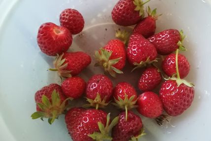 Les fraises du jardin