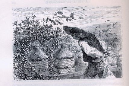 Abeilles et Chouchenn