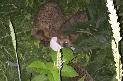 "Die Tafel" für Igel - 2 futtern, 1er wartet, der 4. schnauft im Gehölz