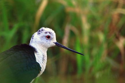 Échasse blanche (Himantopus himantopus)