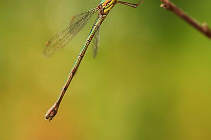 Insecte (libellule)