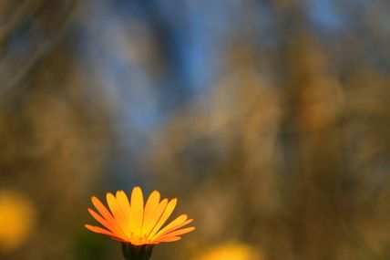 Souci sauvage (Calendula arvensis)