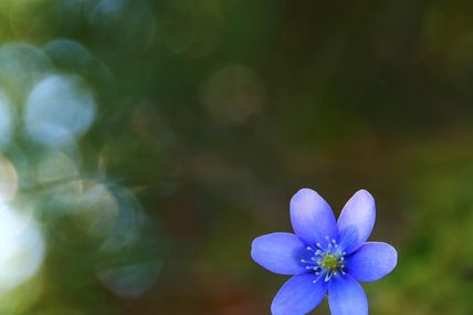 Anémone hépatique (Hepatica nobilis)