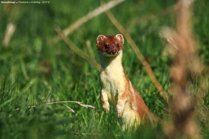 Hermine (Mustela erminea)
