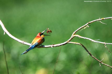 Guêpier d'Europe (Merops apiaster)