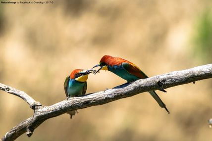 Guêpier d'Europe (Merops apiaster)
