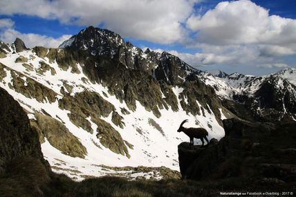 Bouquetin contemplant son vaste territoire