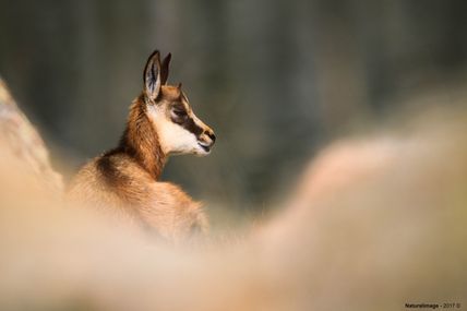 Jeune chamois se prélassant sur son rocher