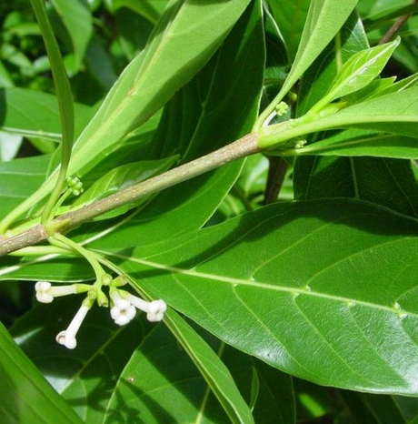 En savoir plus "#DécouvronsLaRéunion Les Plantes médicinales : Le bois d'osto #LTDFN"