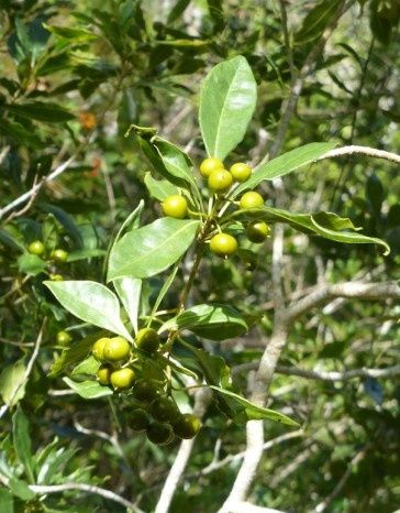 En savoir plus "#DécouvronsLaRéunion Les Plantes médicinales : Pittosporum Senacia"