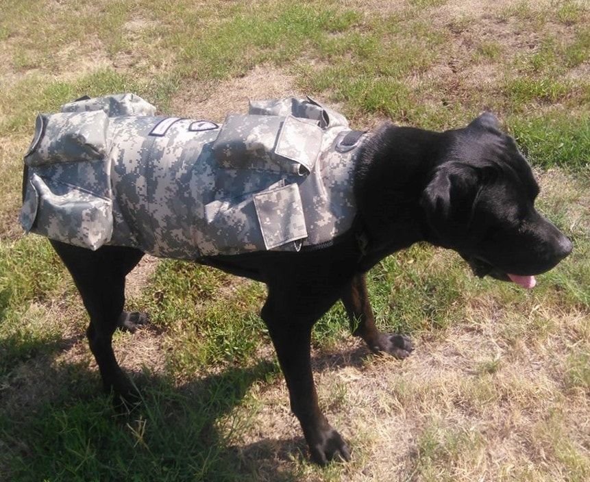 dog weights vest