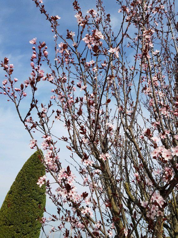 Le printemps est bien la les arbres bourgeonnent et fleurs arrivent doucement