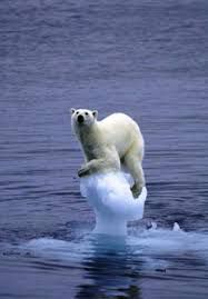  Le plus grand prédateur terrestre : l'ours polaire