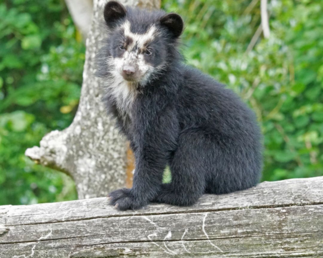 L Ours A Lunettes La Team Green