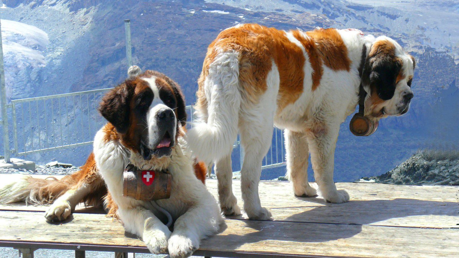 Saint Bernard Puppies for Sale From Breeders