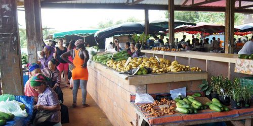 Les Lapinous en Guyane : Cayenne et Roura