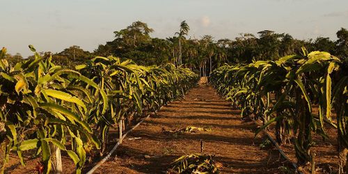 Du Maroni à Kourou