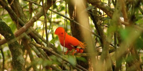 Les Lapinous en Guyane : Cayenne et Roura