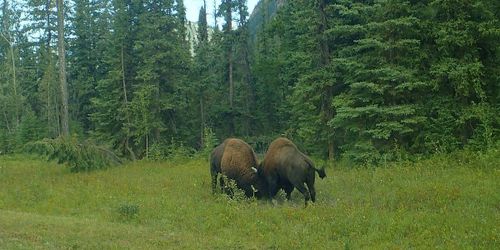 Northern Rockies