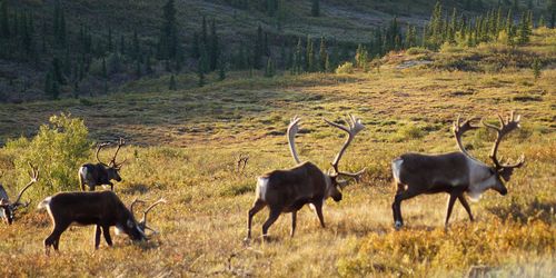 Alaska : Fairbanks et le Denali