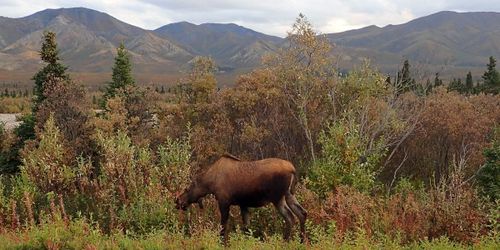 Alaska : Fairbanks et le Denali