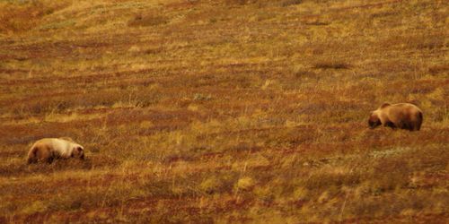Alaska : Fairbanks et le Denali