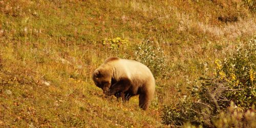 Alaska : Fairbanks et le Denali