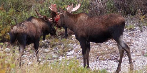 Alaska : Fairbanks et le Denali