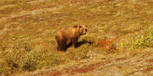 Alaska : Fairbanks et le Denali