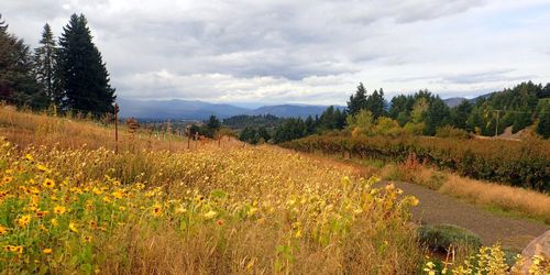 Mt Hood