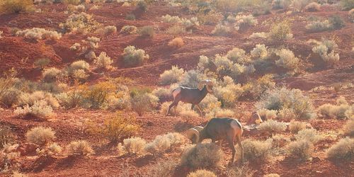 Valley Of Fire