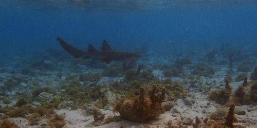 Tobacco Caye