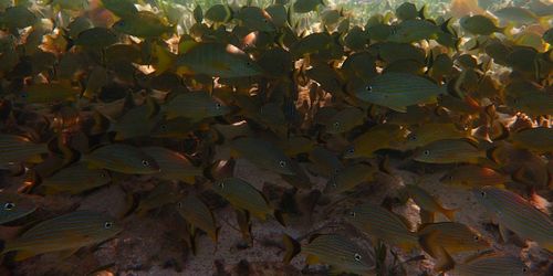Tobacco Caye