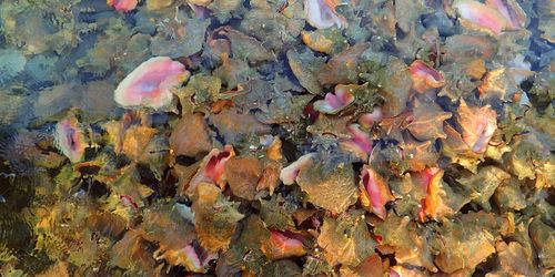 Tobacco Caye