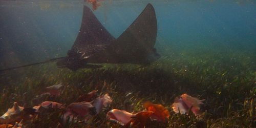 Tobacco Caye