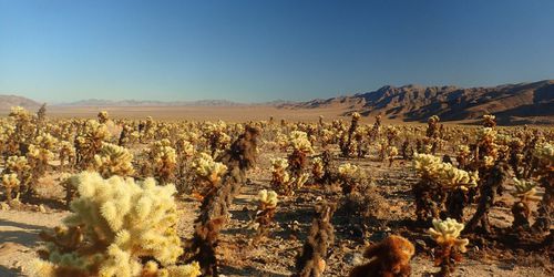 Joshua Tree