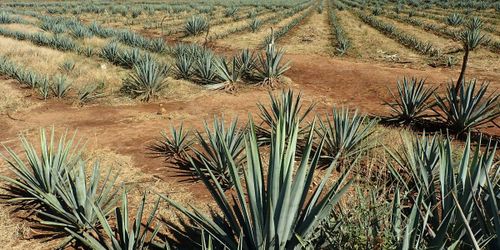 Tequila