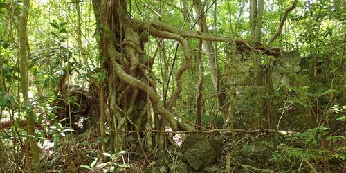 Anse Ravine