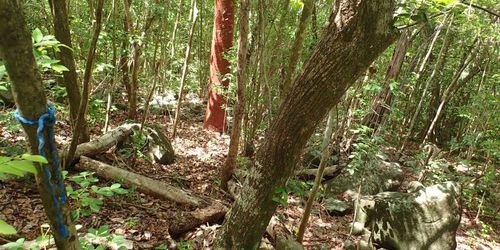 Anse Ravine