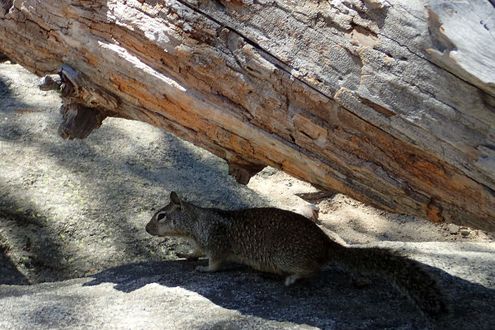 Yosemite