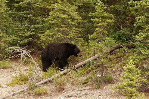 Yoho & Banff