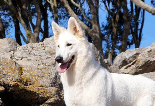 Elevage Du Loup De La Vieille Eglise Berger Blanc Suisse