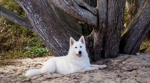 Elevage Du Loup De La Vieille Eglise Berger Blanc Suisse