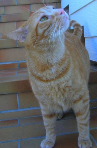 Caramel Lb Le Chat Venu Du Ciel Lhistoire De Caramel Lb - 