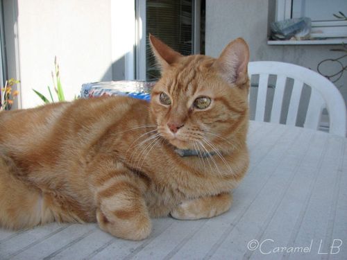 Caramel Lb Le Chat Venu Du Ciel Lhistoire De Caramel Lb - 