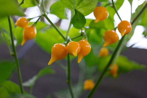 Elokfarm Over Blog Com Jual Benih Cabe Hias Dan Cabe Pelangi