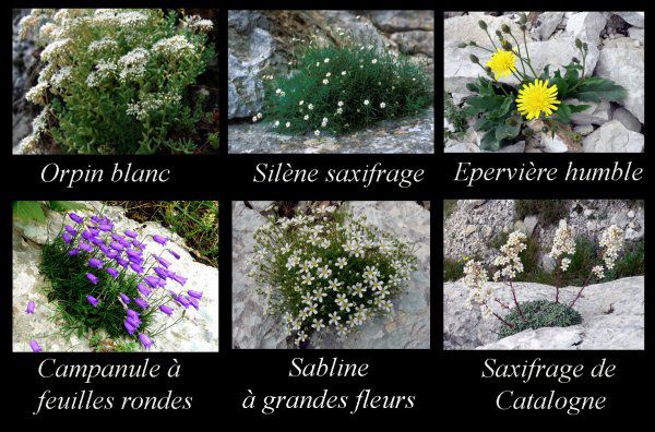 Les plantes rupestres des vallées de l'Huveaune et du Merlançon (FLORE_16)