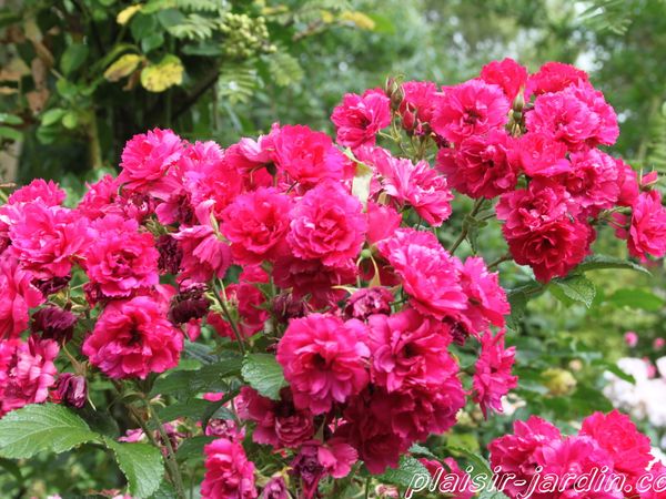 b9. Les rosiers en F. de Fa à Fj.