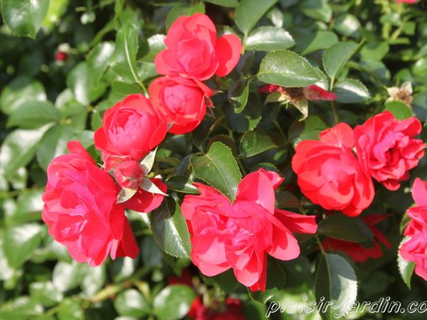 b9. Les rosiers en K