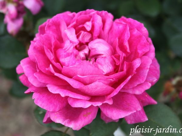b9. Les rosiers en N. de Ni à Ny